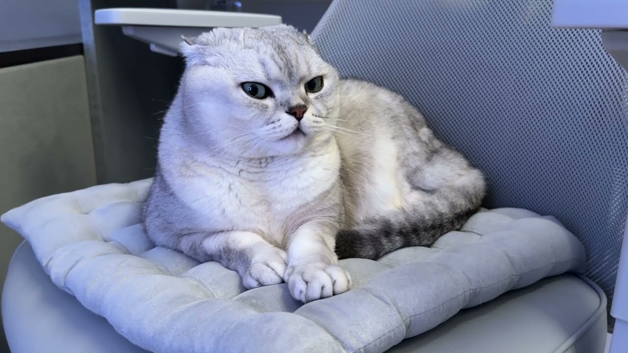 5 Minutes of a Cat Gradually Falling Asleep – Cat Purring, Stress Relief ASMR, Relaxation