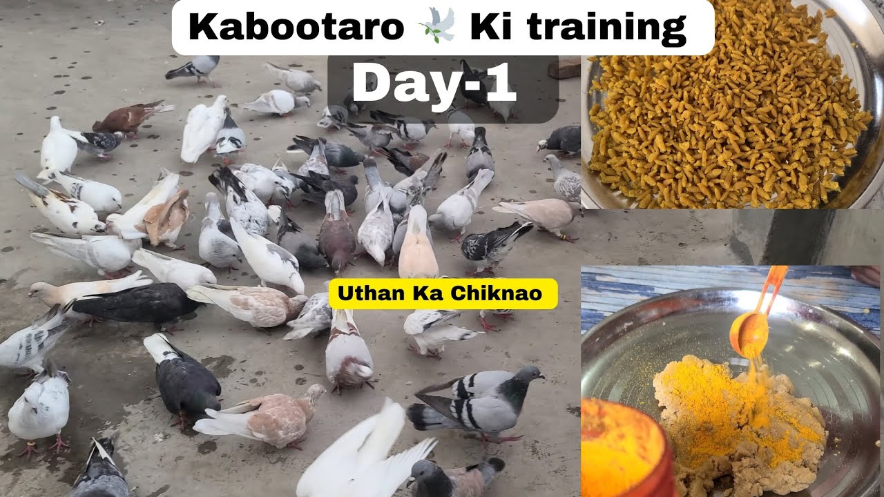 Kabootaro Ki Training Day-1 || Uthan Ka Chiknao || 21 August Ka Shok || Pigeons care factory ||