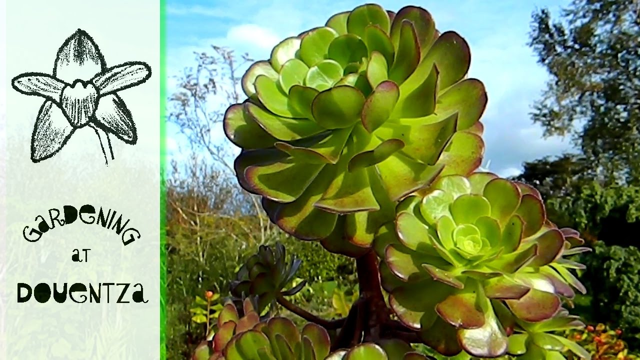 Ridiculously Easy Aeonium Propagation & Echium Update