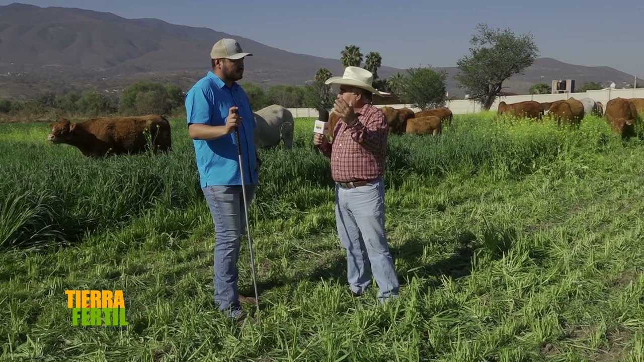 Tierra Fértil Tv- Ganado Limousin del Rancho La Comunidad (09.03.24)