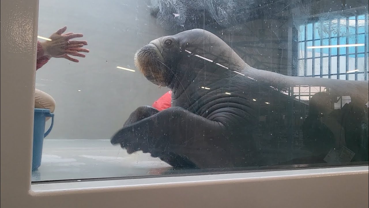 【セイウチ】いちこのトレーニング風景@鳥羽水族館