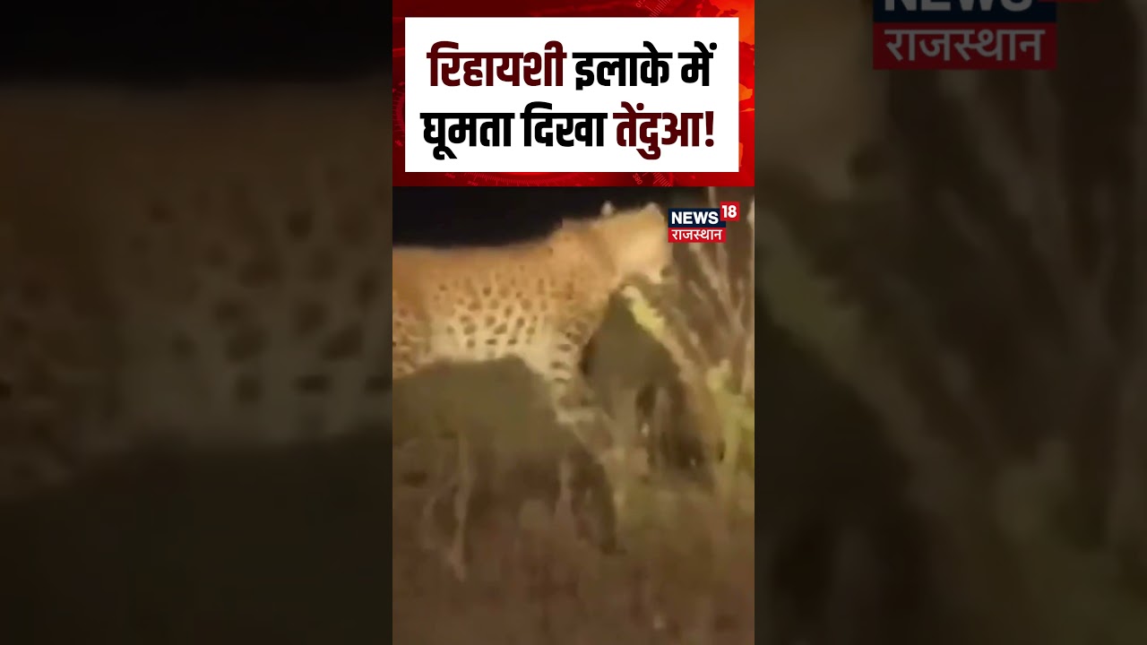 Tiger Viral Video : रिहायशी इलाके में घूमता दिखा तेंदुआ!|N18S | Viral Video | Tiger | Top News