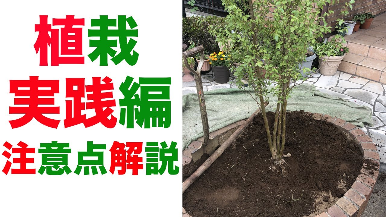 シャラ【植栽】木を植えるやり方を解説します【実践編】