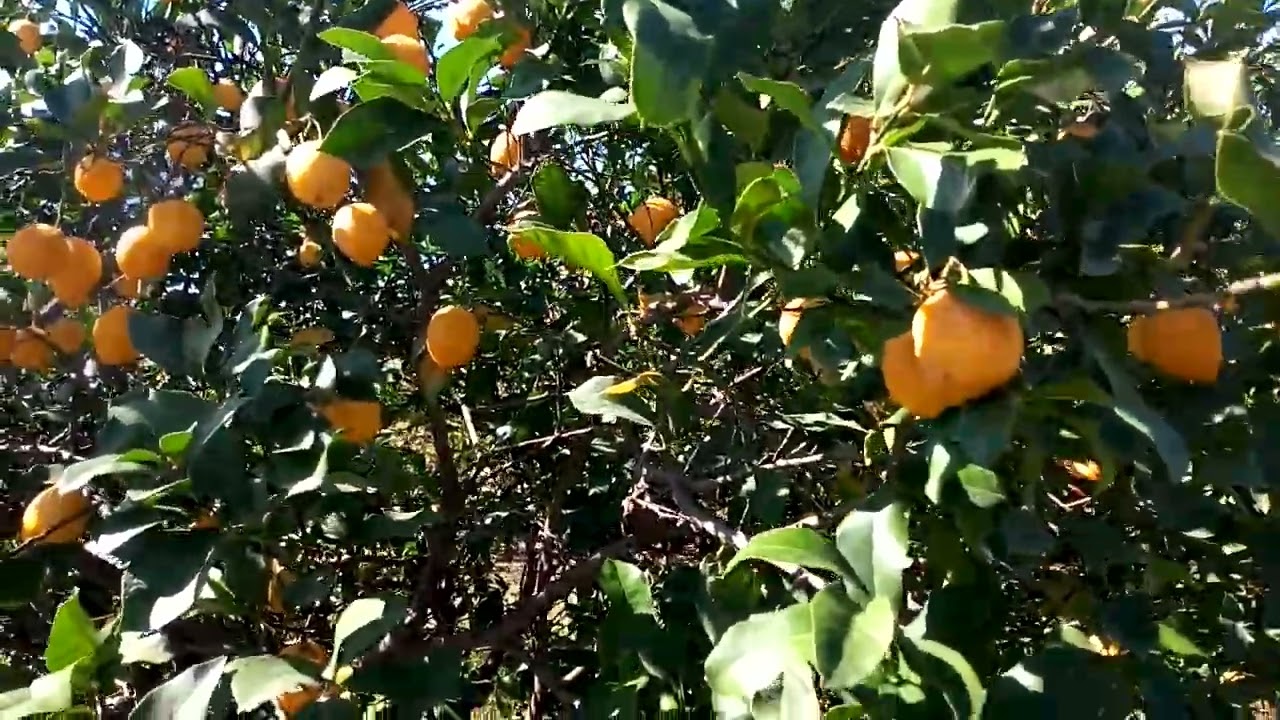 Antalya da limon bahçesi. 