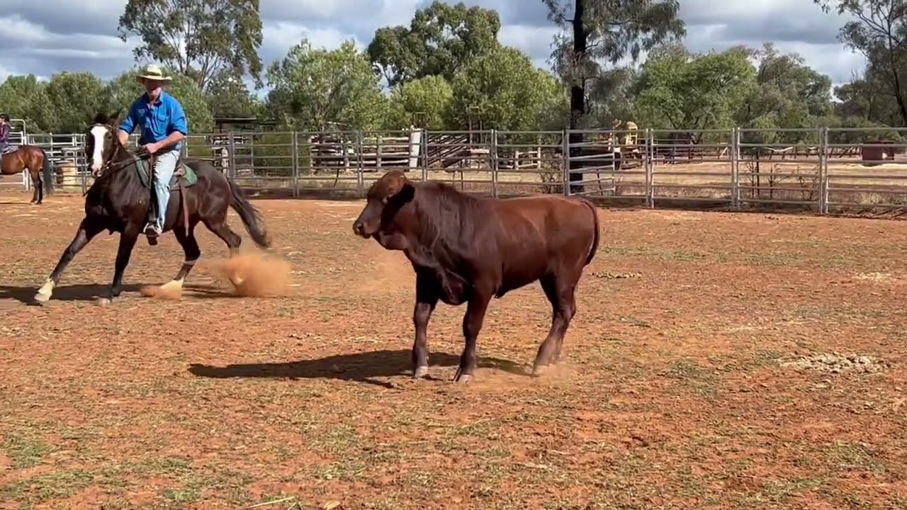 LOT 79. AG-GROW ELITE HORSE SALE 2024