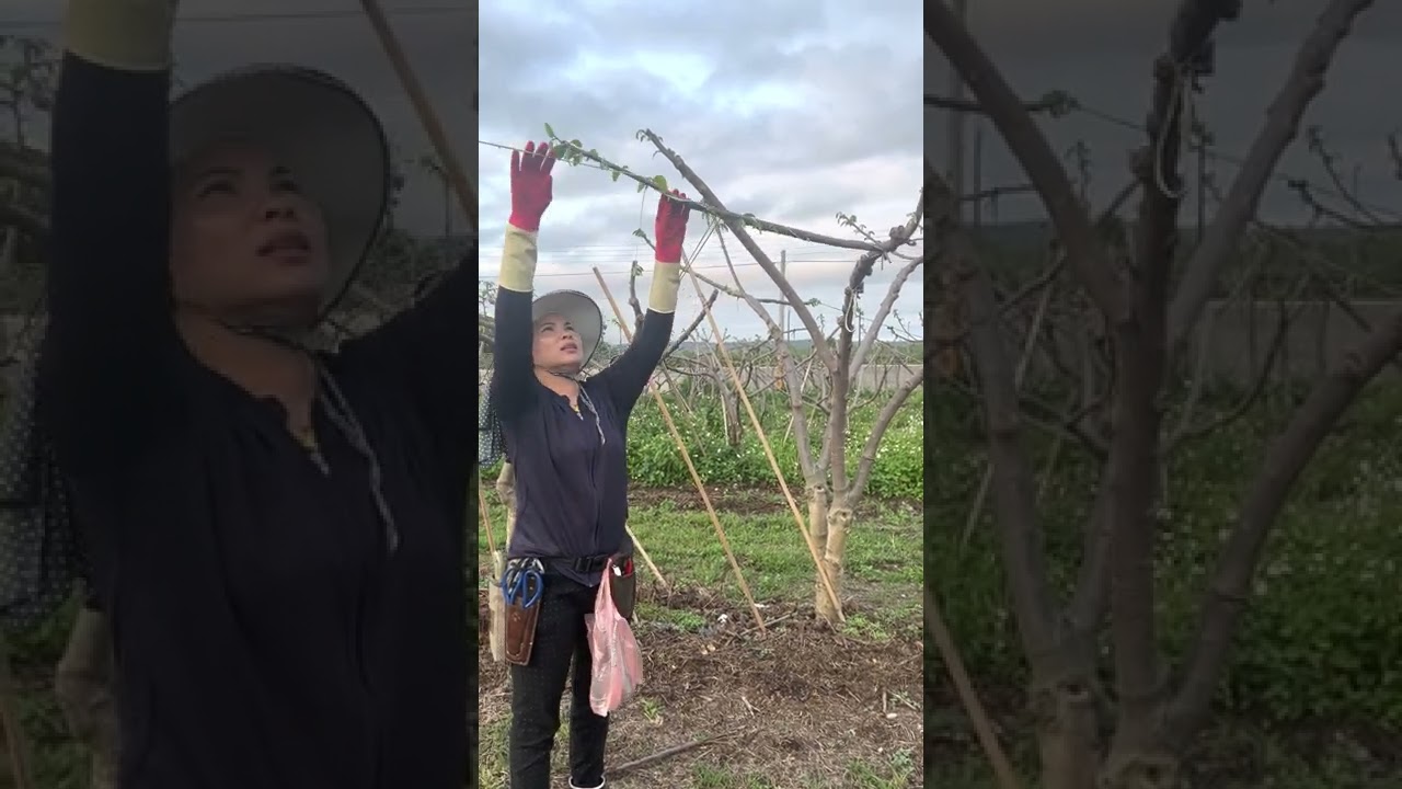 Giới thiệu cách tạo cành na dứa ngay từ lúc còn nhỏ. Cách lấy phấn và thụ phấn đúng cách