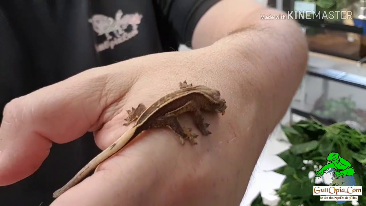 Ep. 32 - Première éclosion de Correlophus ciliatus chez GuttOpia.Com