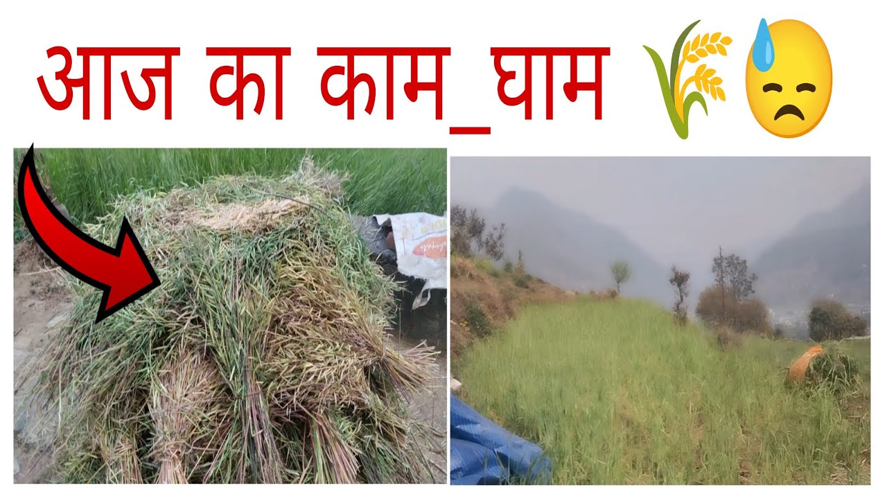 आज इतने दिनों बाद गई अपने खेत में 🌾🌿