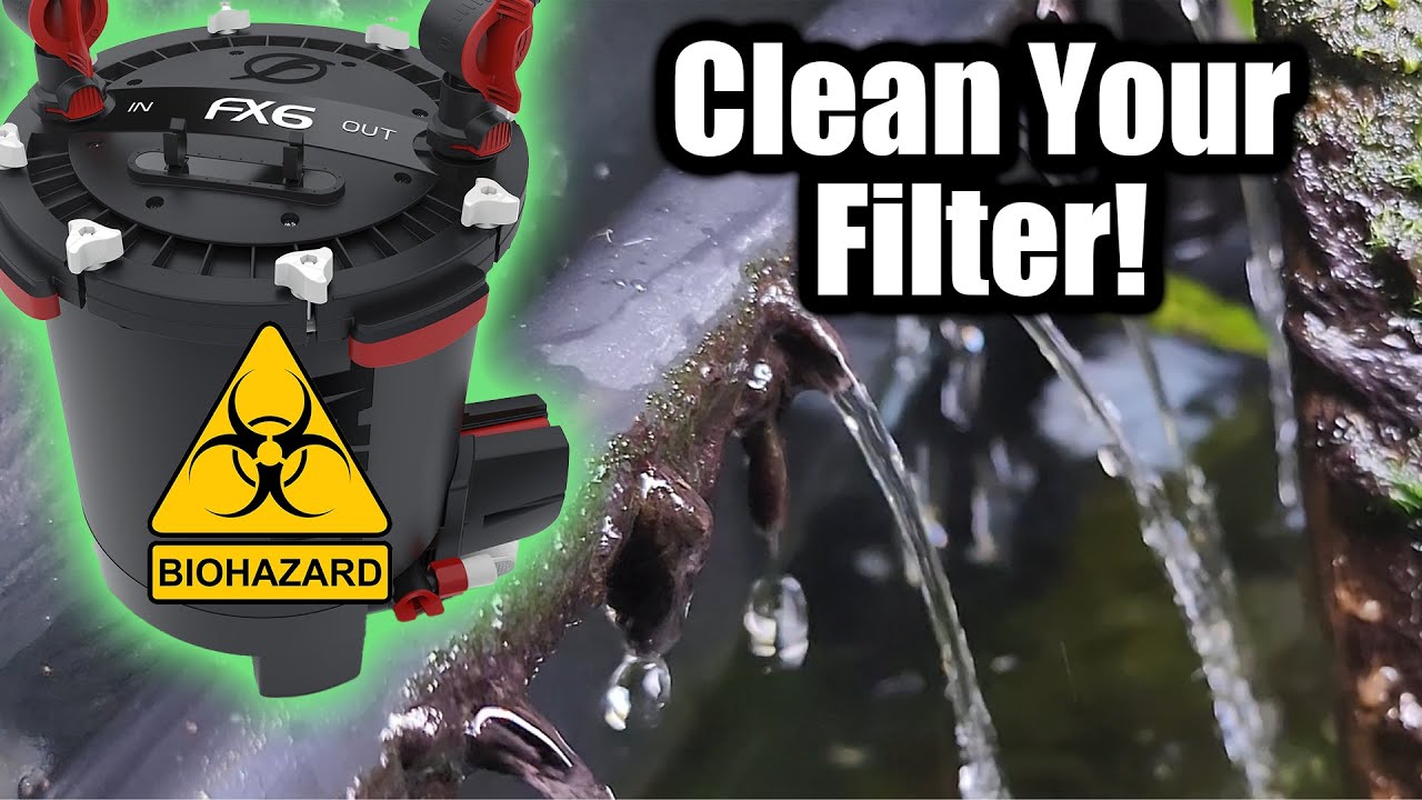 Canister filters: nitrate factory? ammonia bomb?  How often to clean them