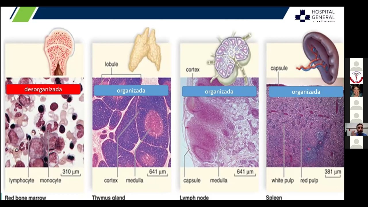 Megacariocitopoyesis