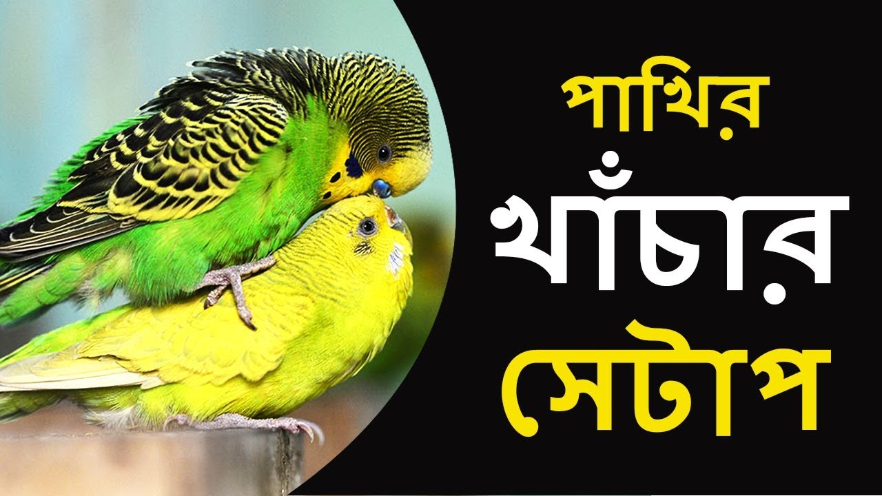 খাঁচার সেটাপ | Breeding Setup Of Budgie | পাখি পালন | Pakhi Palon