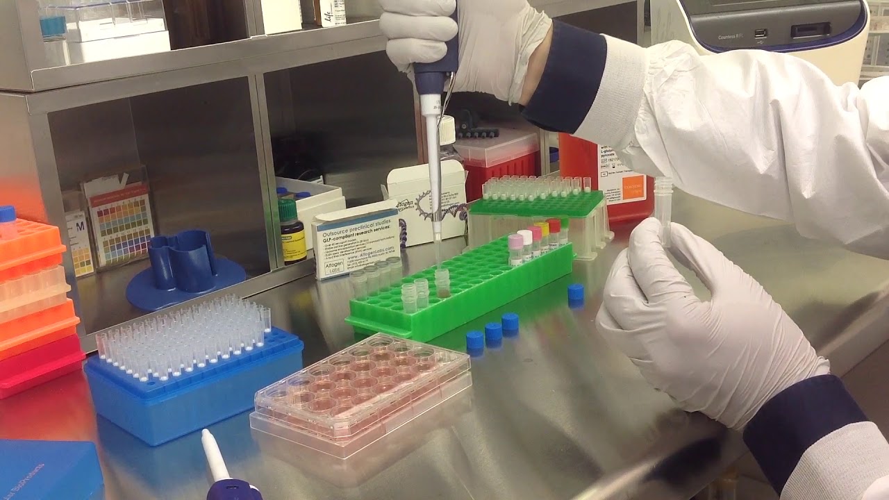 Altogen Biosystems In Vitro HEK293 Transfection Tutorial