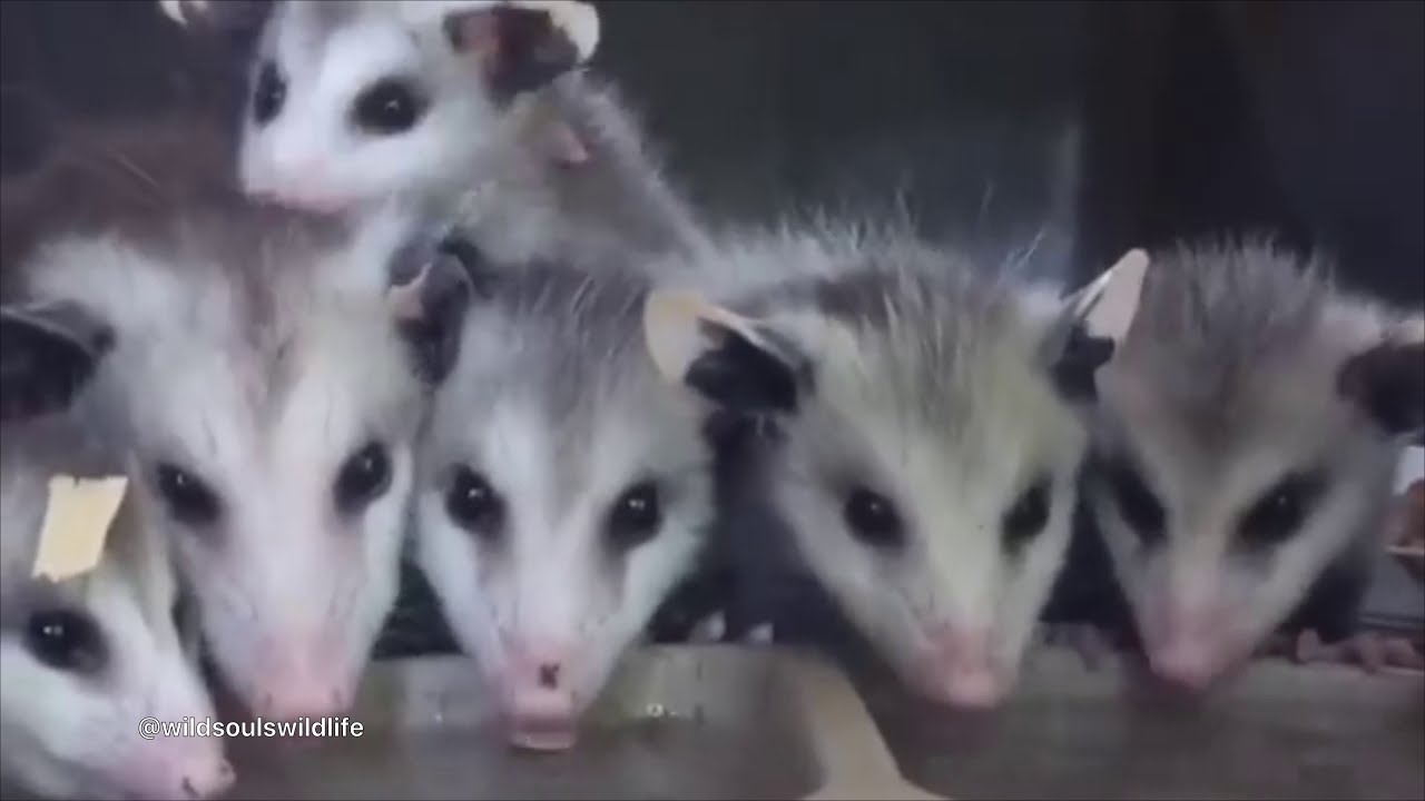 The Ultimate Baby Opossum Compilation — Part 1!