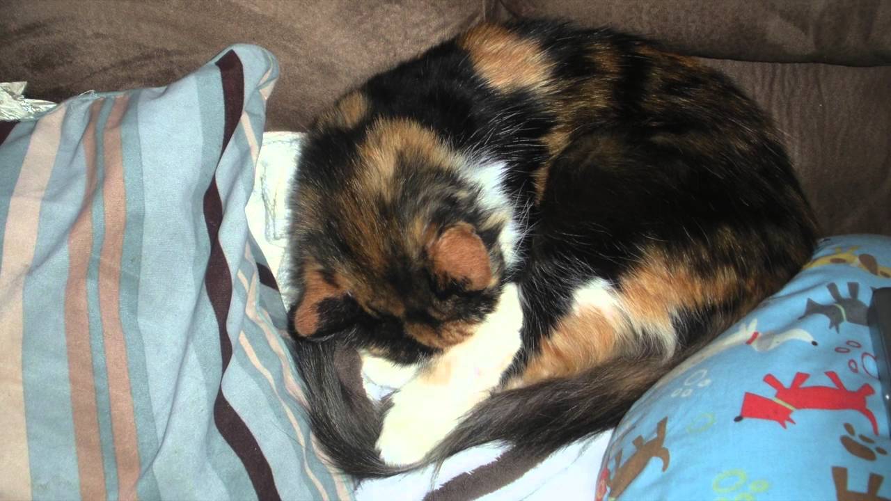 GracieCat