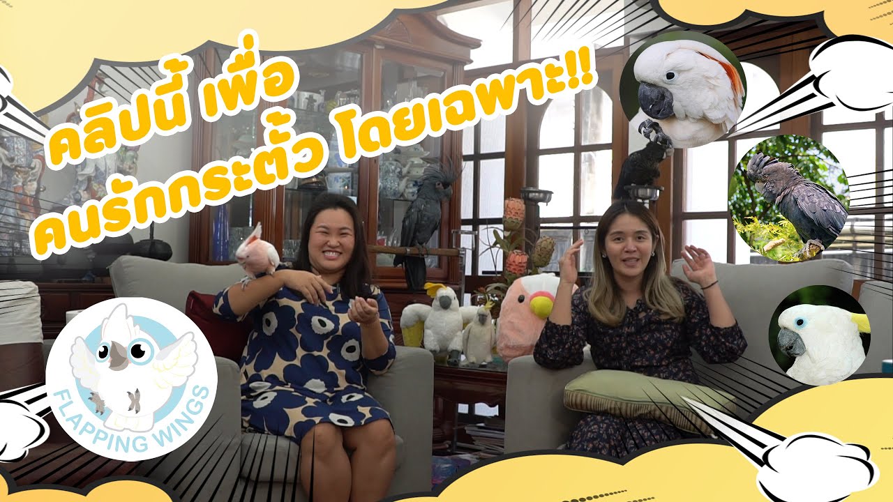 Achipitta - พามาคุยกับเจ้าของกระตั้ว ใครกำลังจะเลี้ยงนกกระตั้ว ต้องดู แบบฉบับคนเลี้ยงจริง