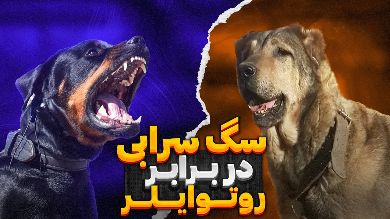 نبرد سگ سرابی و روتوایلر | سگ روتوایلر قدرتمنده یا سرابی ؟