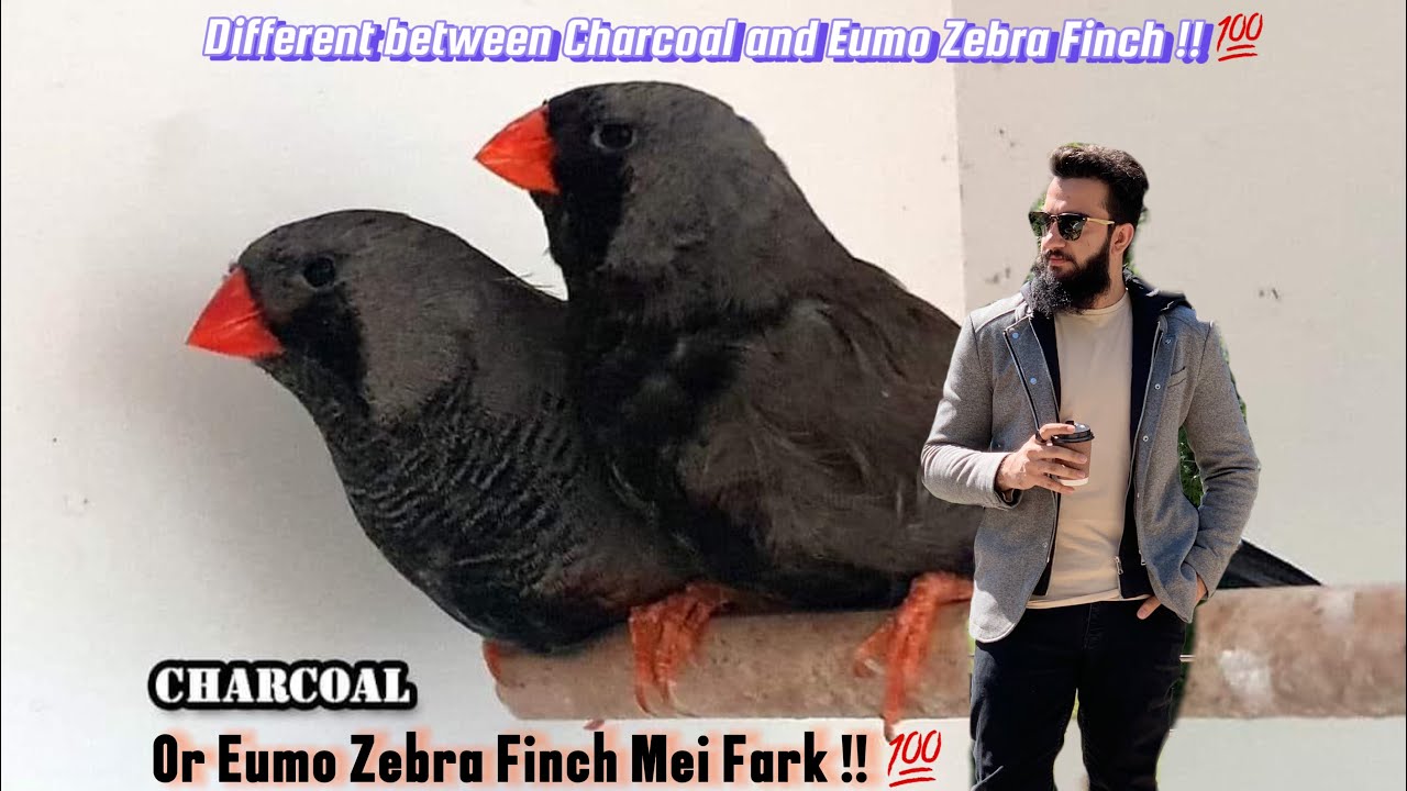 Difference Between Charcoal and Eumo Zebra Finch | Charcoal or Eumo Finch Main Fark #viral #views