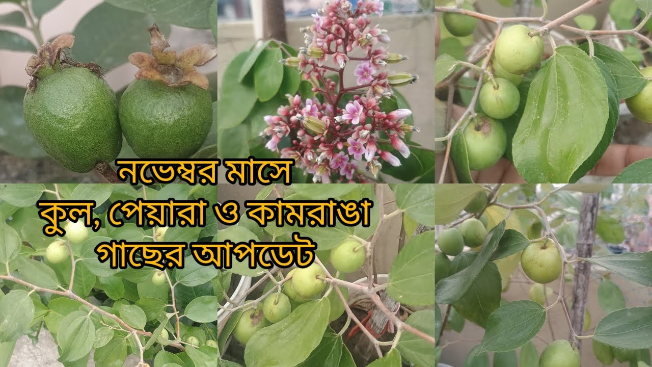 চটপট দেখুন নভেম্বর মাসে কুল, পেয়ারা ও কামরাঙা গাছের আপডেট সঙ্গে কিছু টিপস। @MyDreamsGarden0