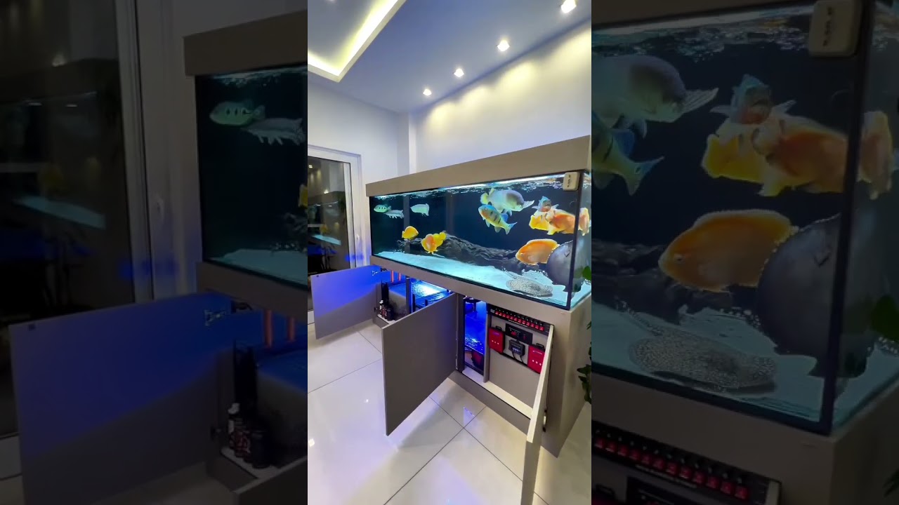 aquarium fish monster fish tank aquarium Fish Aquarium market Mumbai pari Kurla Mumbai