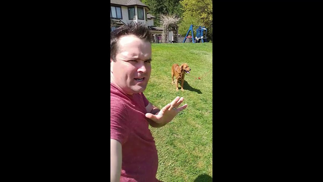 1 TRICK for Stopping Dog Barking