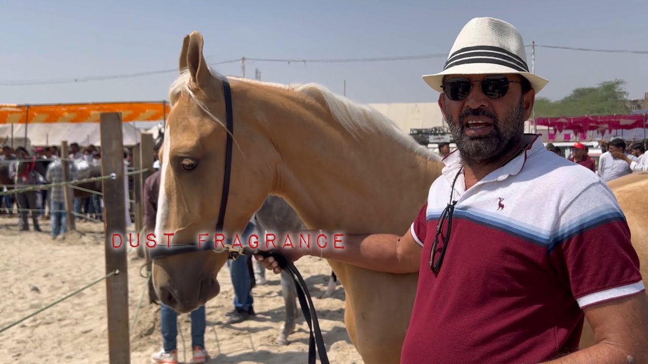 Milk Teeth filly’s In Tilwara Horse Show 2024 #animals #love #horse