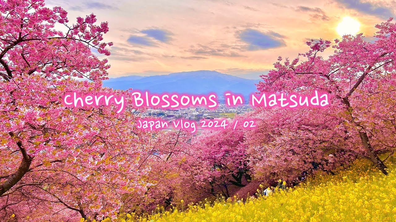 Cherry blossoms in Matsuda | Matsuda sakura festival | Japan Vlog