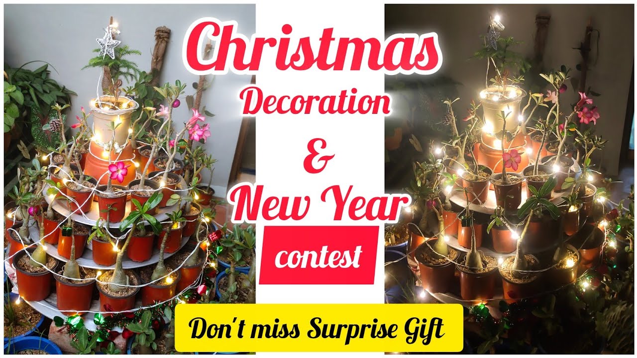 Terrace Garden-Christmas Decoration with pots 🌲 Tree Shape #gardening #christmas #devotional #ideas 