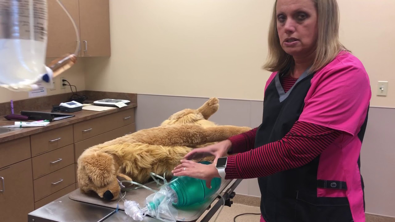 Gabby Externship 2: CPR Ambu bag