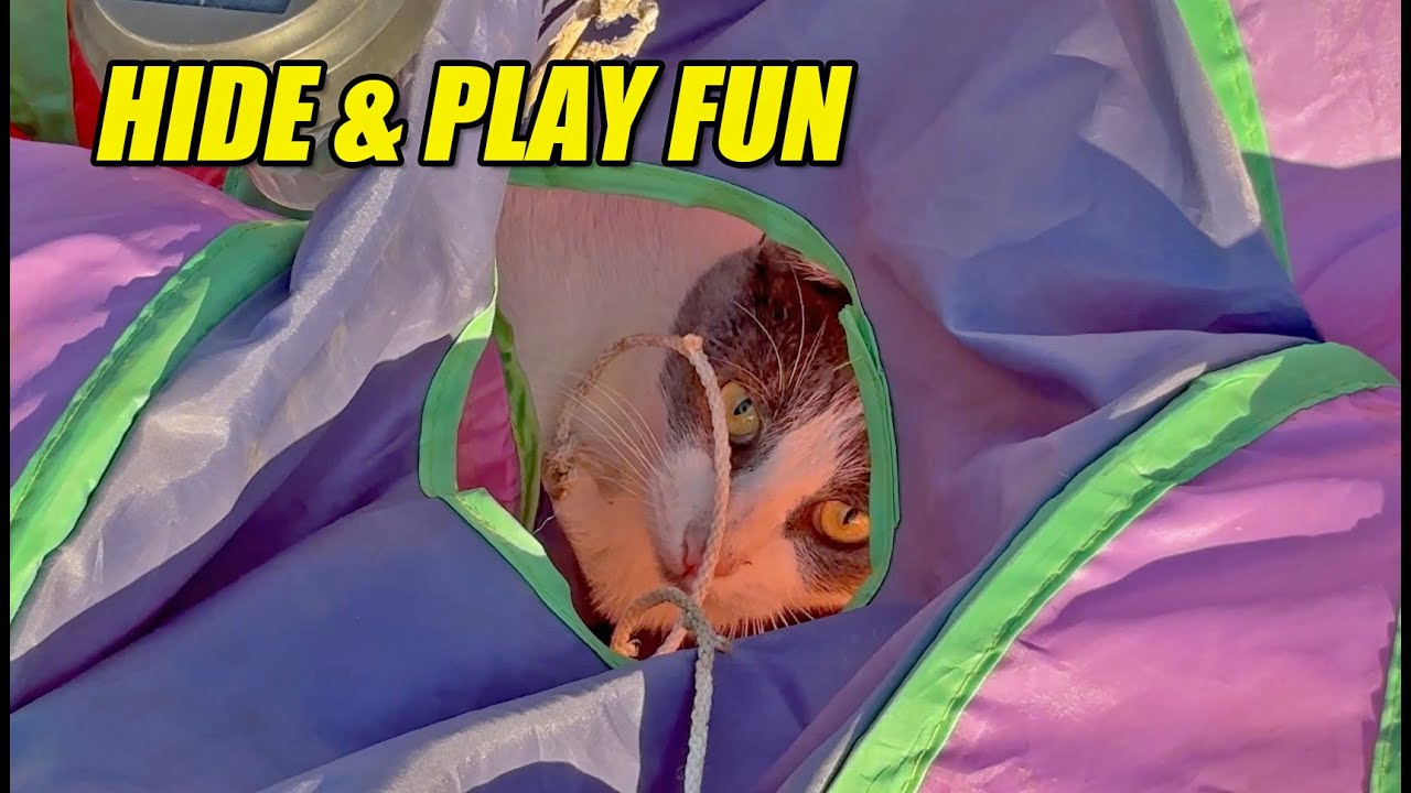 Playful Cats Everywhere 😺