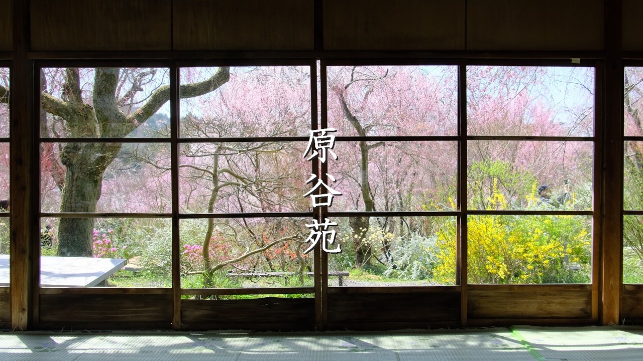 【原谷苑の桜】桃源郷は京都にありました　春がこぼれ落ちるほどの花景色