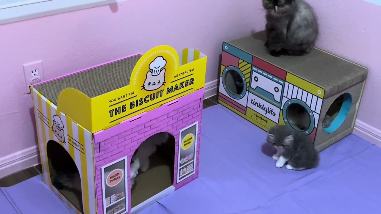 Kittenberry Castle Austin, TX - 6/22/25