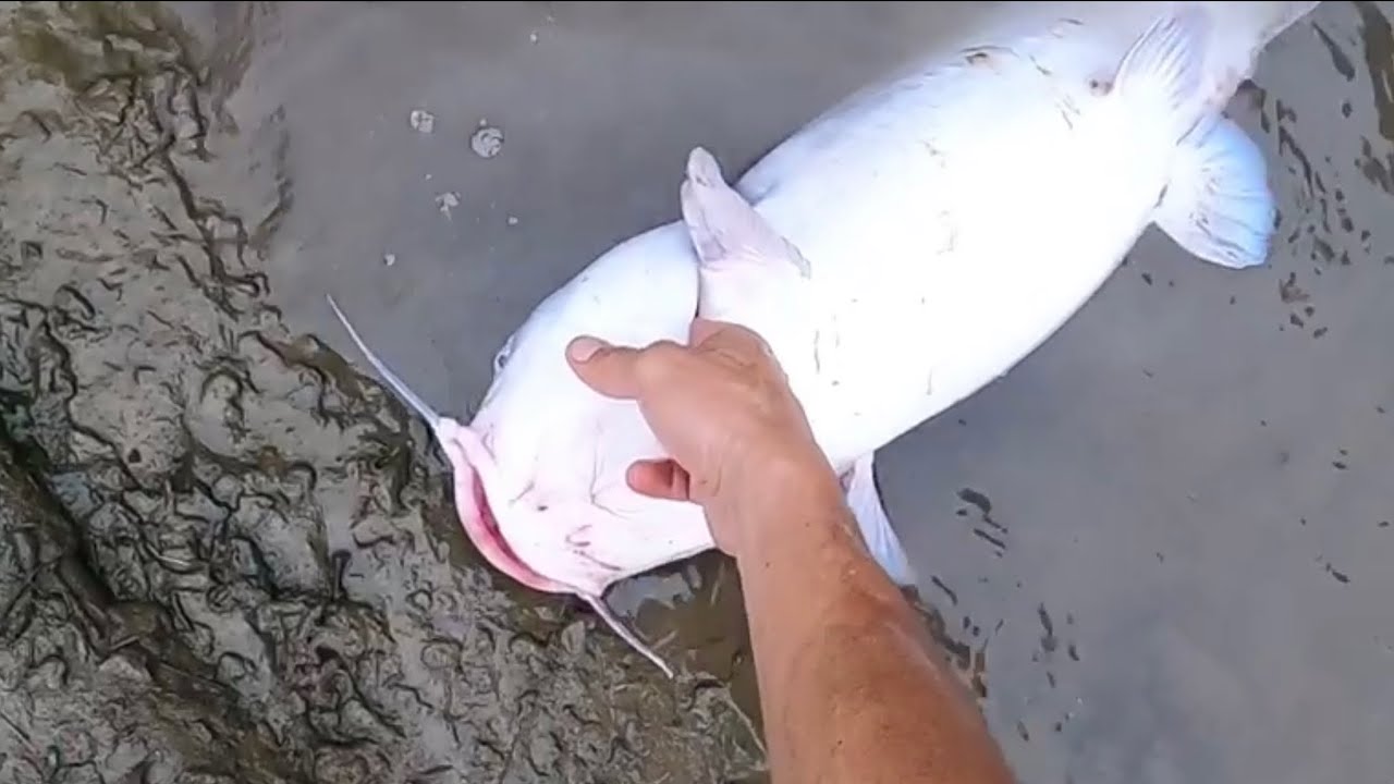 MELHOR ISCA PARA PESCAR BAGRE!!! THE BEST BAIT FOR CATFISH  ..pescaria