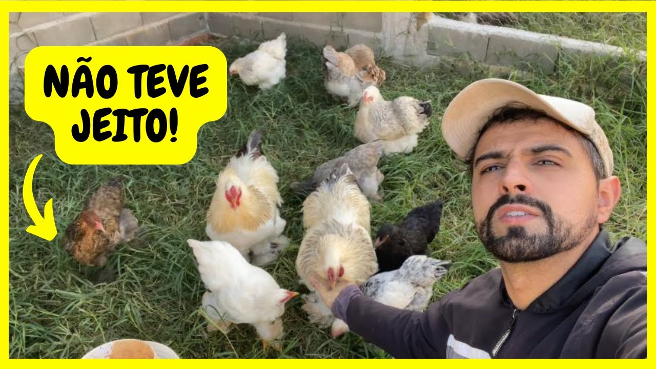 Fechei TODAS as minhas Galinhas Brahmas  - Ataque de Gavião no Galinheiro | Gutejando