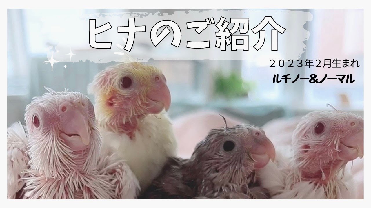 【里親募集】ノーマルとルチノーヒナのご紹介【お迎え】【BirdyCoco】