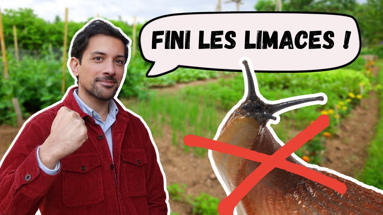 Comment se débarrasser naturellement des limaces au potager