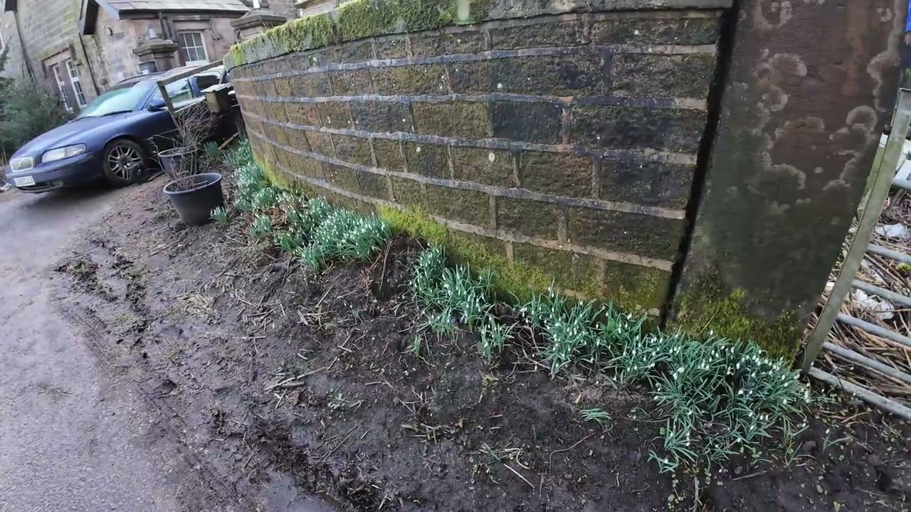0096 Snowdrops 2026