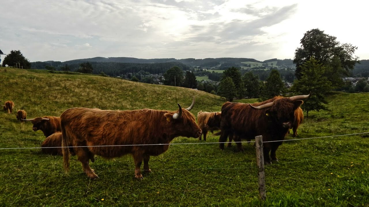 Zauberhafter Schwarzwald 2