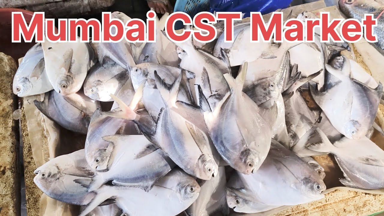 Mumbai CST Fish Market Mumbai  🇮🇳🐟 | Mumbai  tour walk and drive