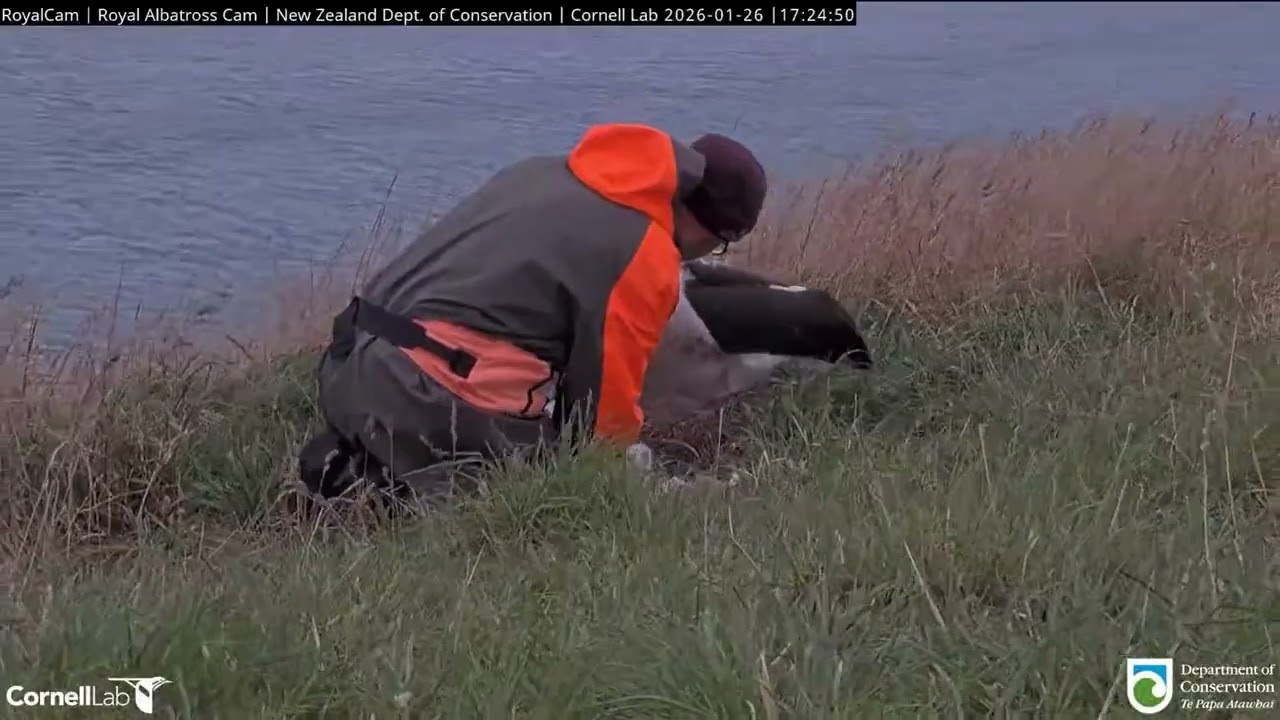 (2) Northern Royal Albatross Cam, New Zealand 2026/01/26