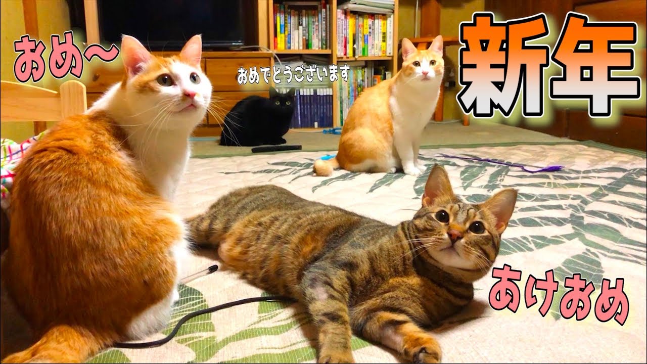 猫だらけの新年の挨拶、今年もよろしくお願いします！