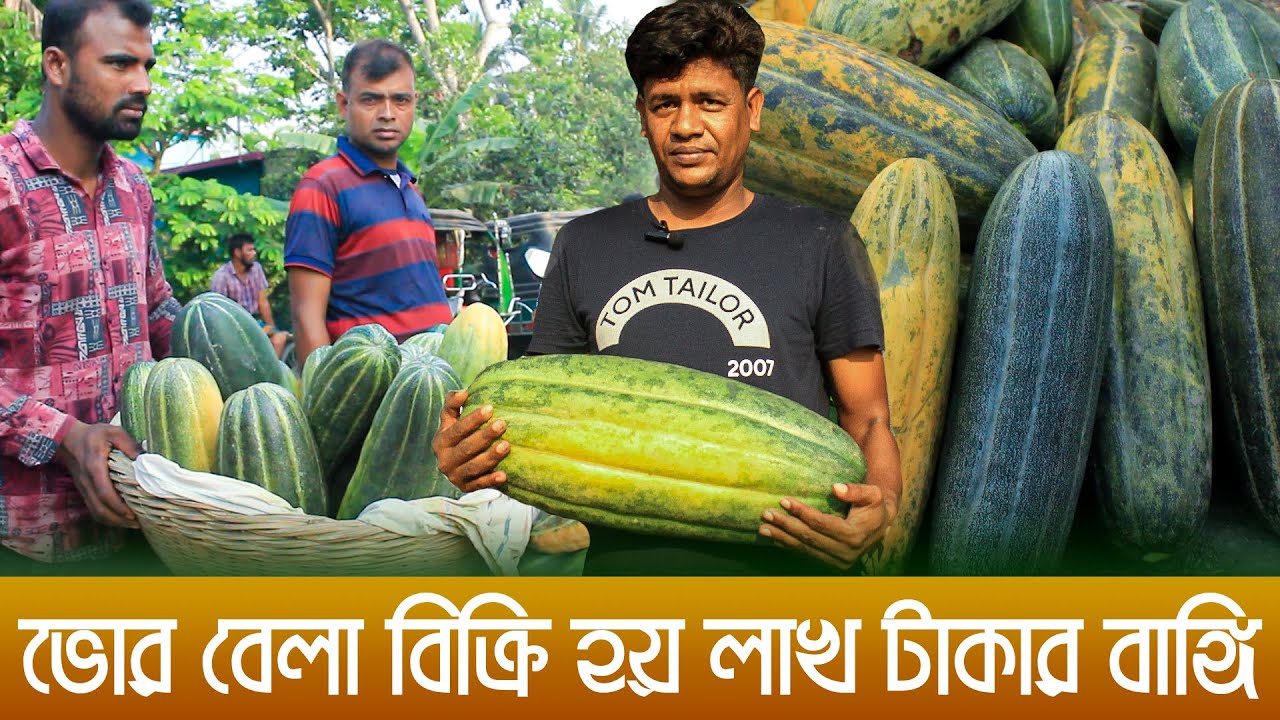 ভোর বেলা বাঙ্গির বাজার। প্রতিদিন বিক্রি হয় লাখ টাকার বাঙ্গি। কৃষক কৃষাণী।