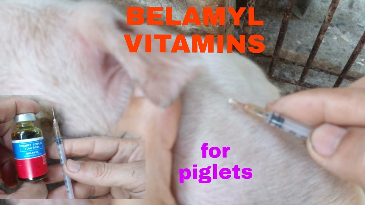PAANO MAGTUROK NG BELAMYL SA ATING MGA BIIK?Vlog#226#paginject ng biik#belamyl#Pongs Etras#animal