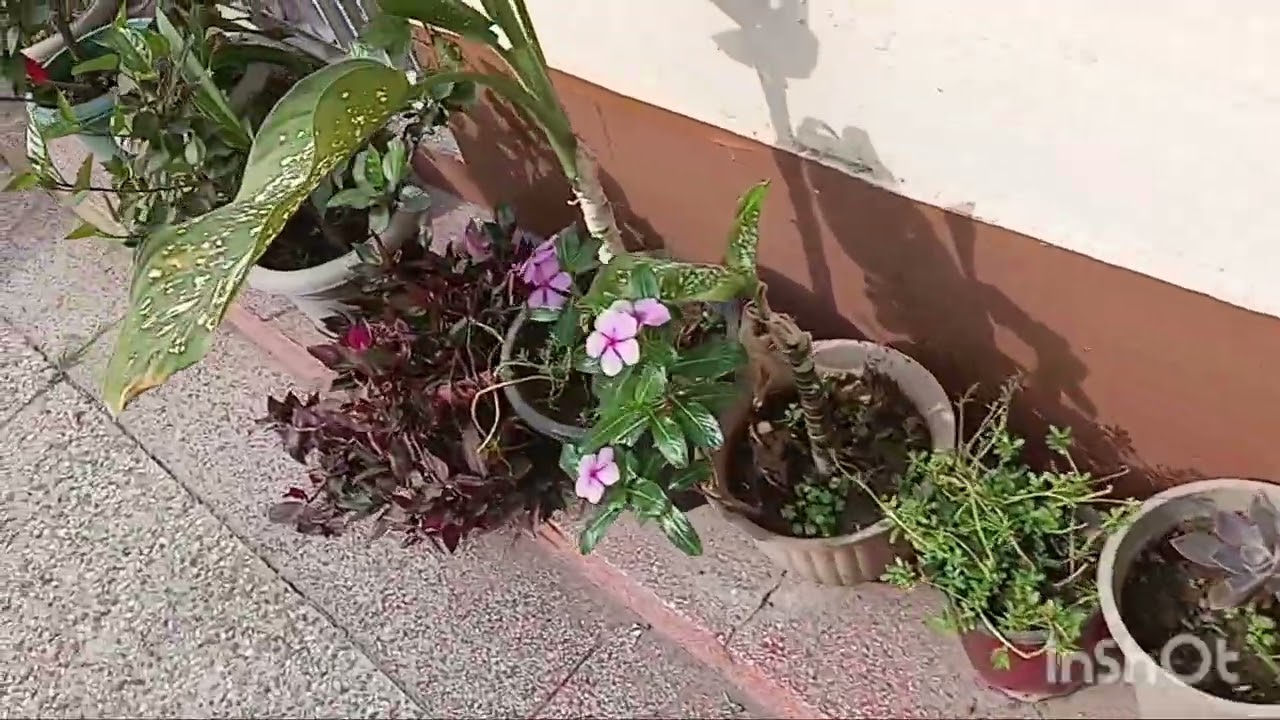 फूल देई की शुभकामनाएं 