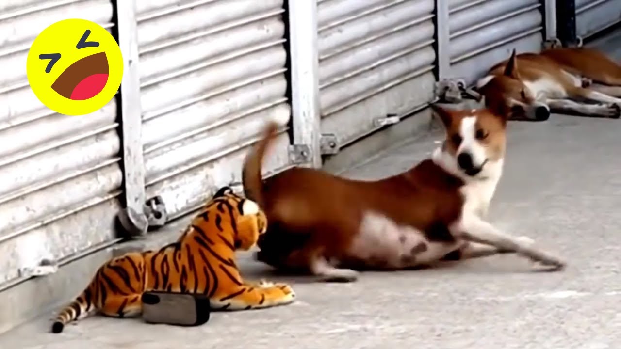 Assustando CACHORRO com TIGRE de pelucia 😱😆  Fake Tiger vs Real Dogs Prank Very Funny