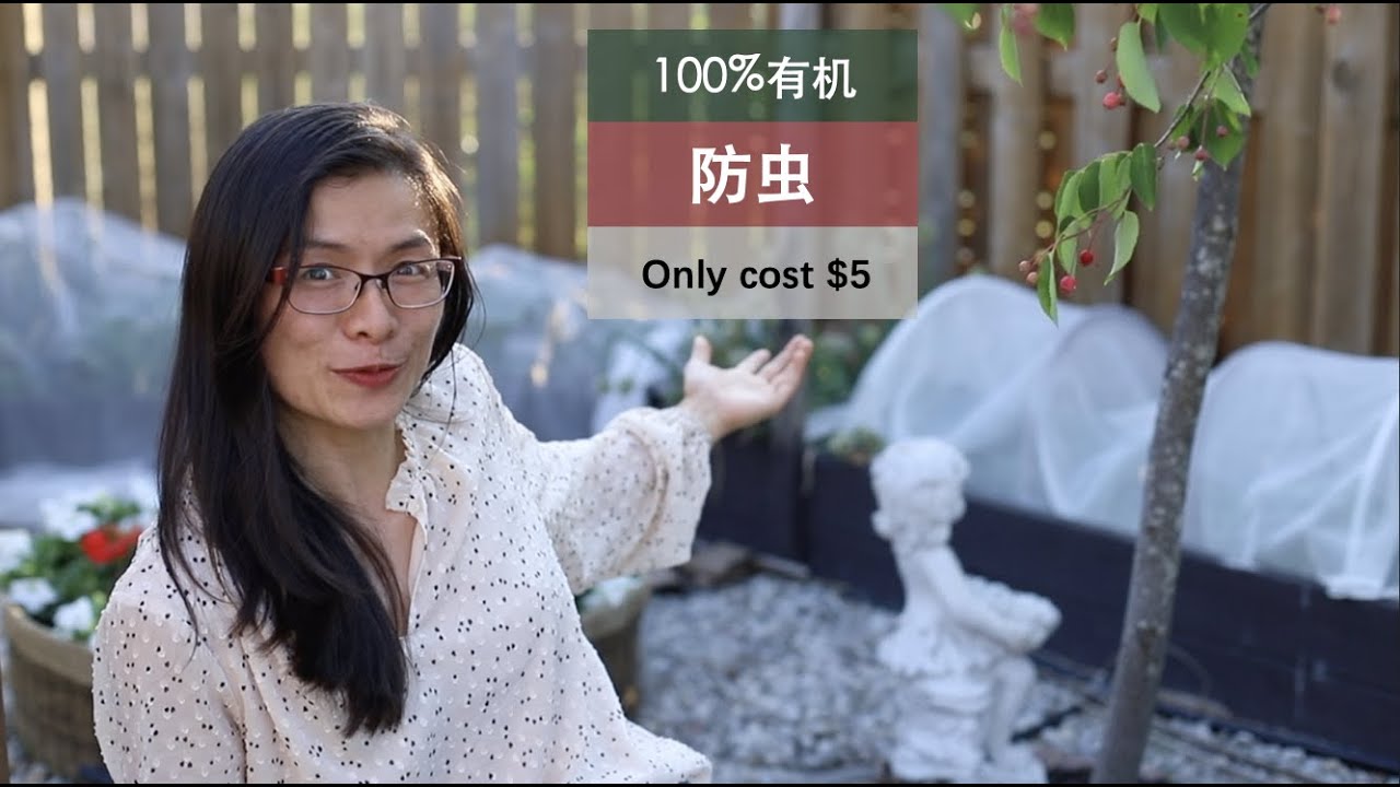【有机防虫】121•园艺/100%有效的方法，只要$5，能防跳甲虫、菜粉蝶、菜青虫、各种甲虫，让蔬菜健康生长