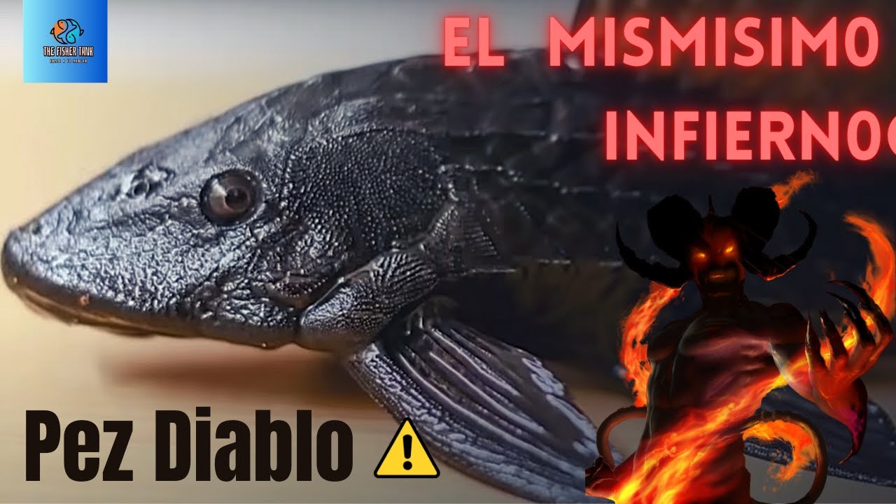 El pez más peligroso del mundo - Pez diablo - The fisher tank