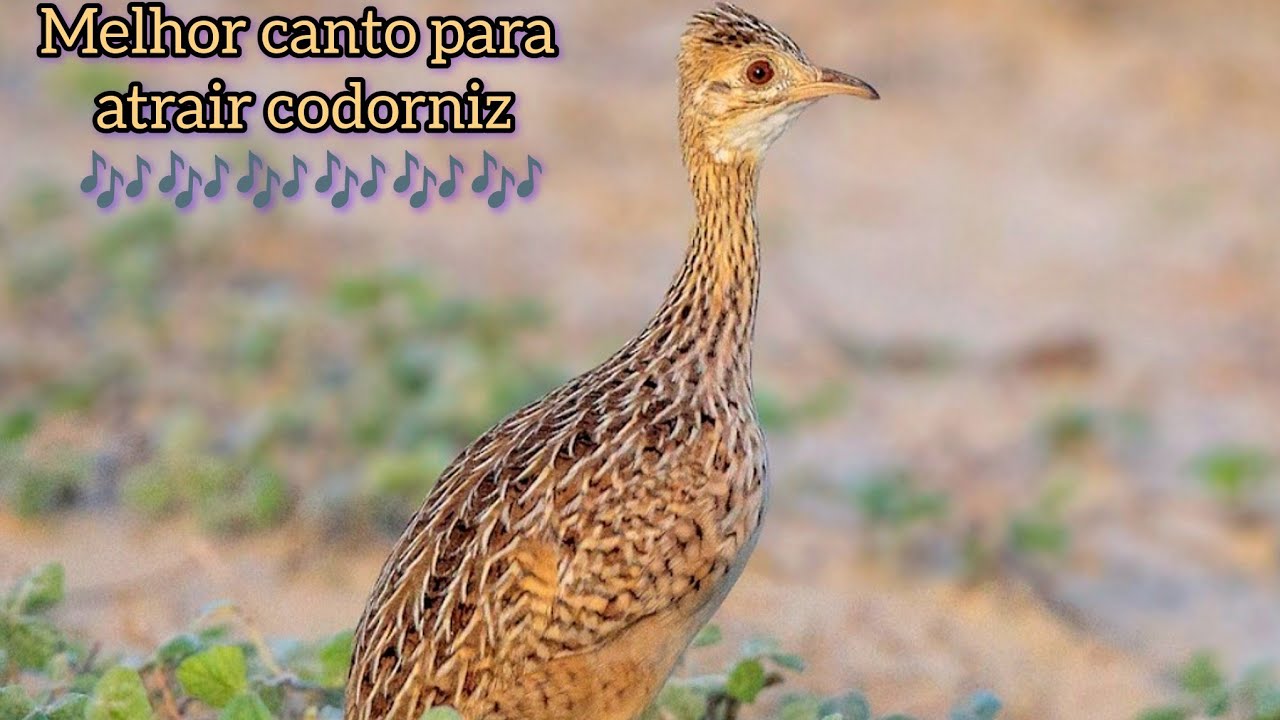 Melhor canto pra atrair codorniz 
