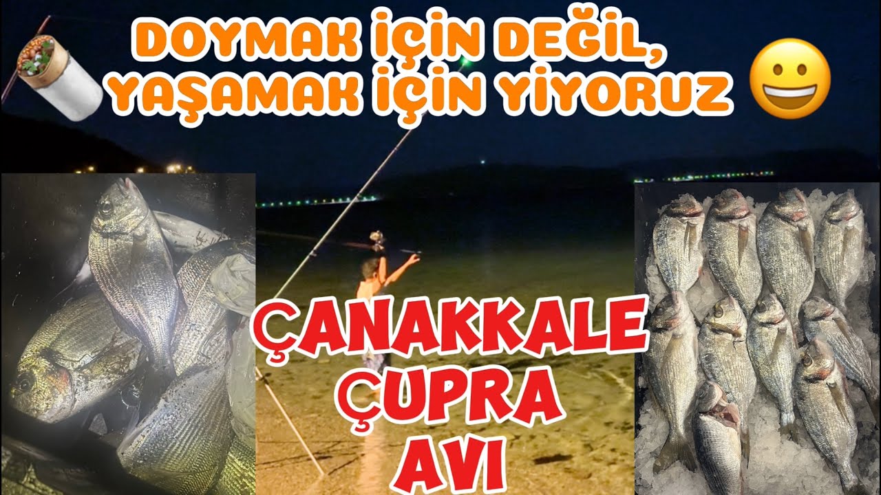 ÇaNaKKaLe ÇUPRA AVI. #balıkavıvideoları #balık #balikavi #çupra #fishing #fish #balıkavı #çanakkale