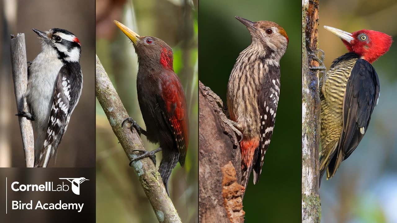 Woodpecker Diversity