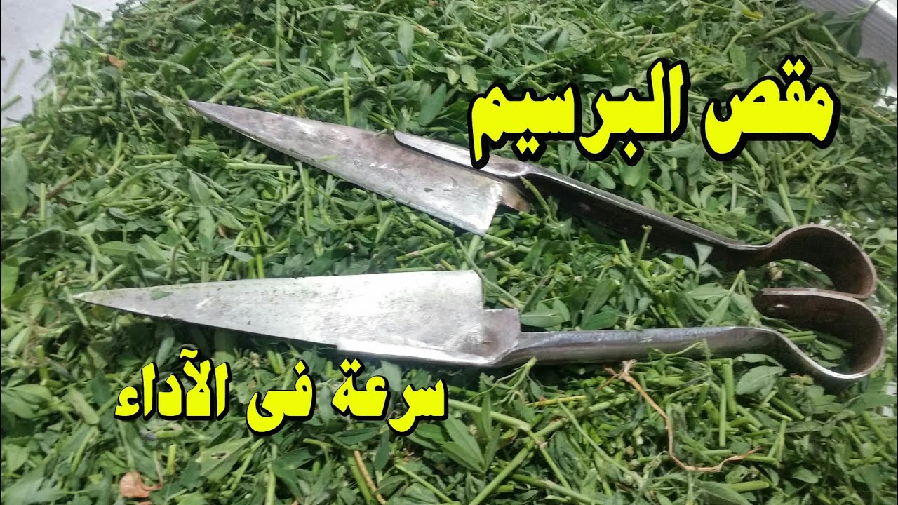طريقة تقطيع البرسيم بسرعة للطيور